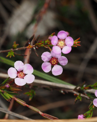 Euryomyrtus ramosissima ramosissima
