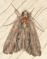 Ercheia bergeri