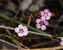 Euryomyrtus ramosissima ramosissima