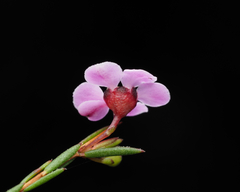 Euryomyrtus ramosissima ramosissima