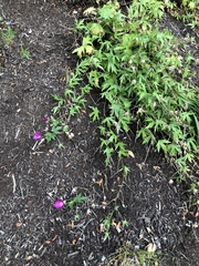 Callirhoe involucrata