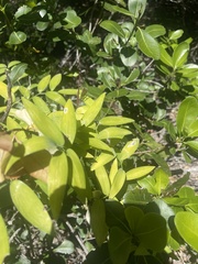Asparagus asparagoides
