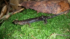 Desmognathus imitator