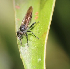 Laphriini