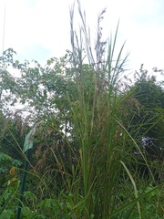 Themeda