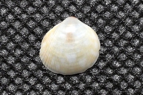 マダラチゴトリガイ