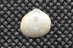 マダラチゴトリガイ