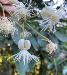 Clematis loureiroana