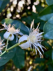 Clematis loureiroana