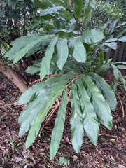 Alpinia uraiensis
