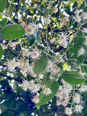 Clematis loureiroana
