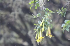 Salpichroa dependens