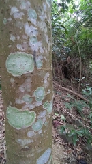 Chrysaeglia magnifica