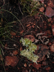 Raphionacme galpinii