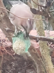 Garrulus glandarius