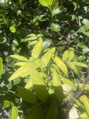 Asparagus asparagoides