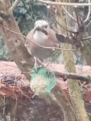 Garrulus glandarius