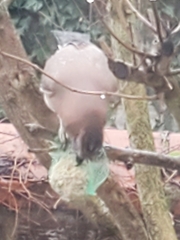 Garrulus glandarius