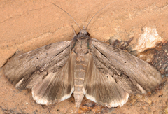 Ercheia bergeri