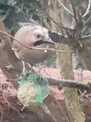 Garrulus glandarius