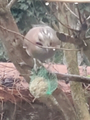 Garrulus glandarius