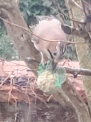 Garrulus glandarius