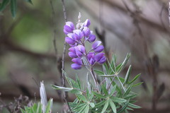 Lupinus pubescens