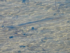 Tylosurus crocodilus