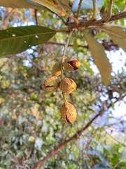 Castanopsis fissa