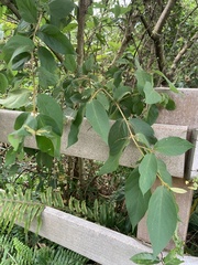 Callicarpa formosana formosana