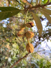 Castanopsis fissa
