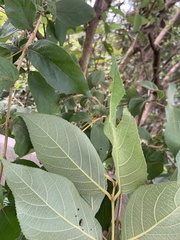 Callicarpa formosana formosana