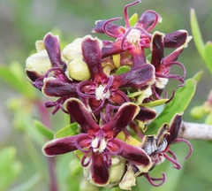 Periploca laevigata angustifolia