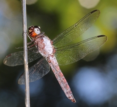 Libellula herculea