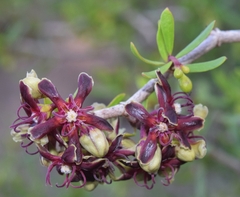 Periploca laevigata angustifolia