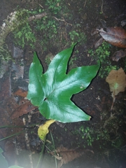 Asplenium hemionitis image