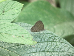 Hermeuptychia canthe