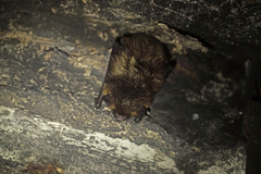 Eptesicus nilssonii