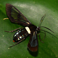 Autochloris whitelyi