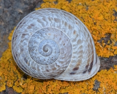Iberus alonensis