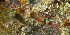 Apogon robinsi