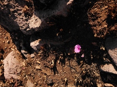 Ipomoea bolusiana