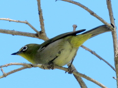 Zosterops virens capensis