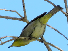 Zosterops virens capensis