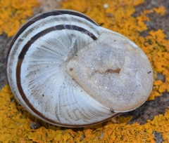 Iberus alonensis