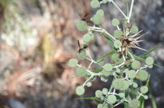 Mischocyttarus drewseni