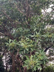Melicope semecarpifolia