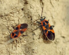 Tropidothorax leucopterus