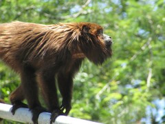 Alouatta guariba