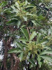 Melicope semecarpifolia